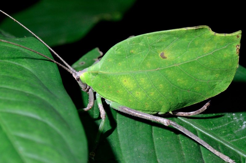 Богомол Choeradodis rhomboidea