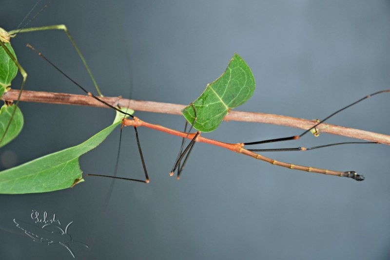 Sipyloidea sipylus/мадагаскарский розовокрылый мускусный палочник