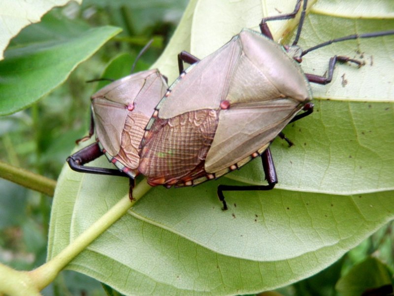 Листовидка Phyllium