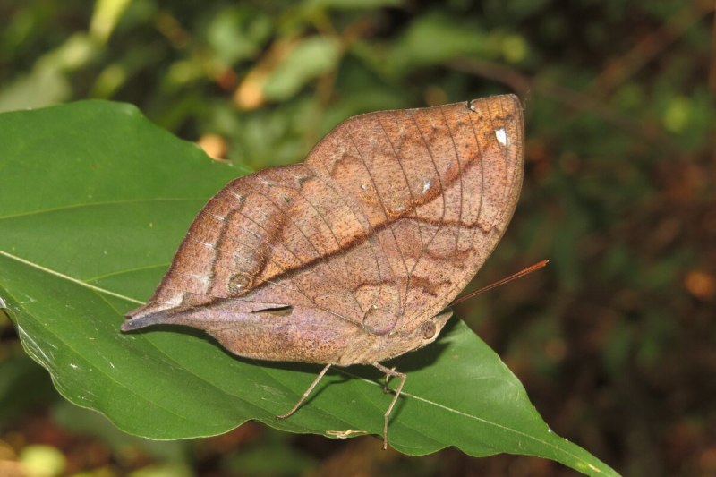 Палочник Extatosoma tiaratum
