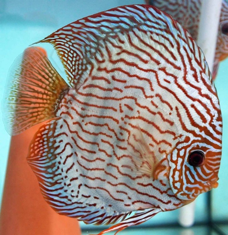 Блю Даймонд Discus