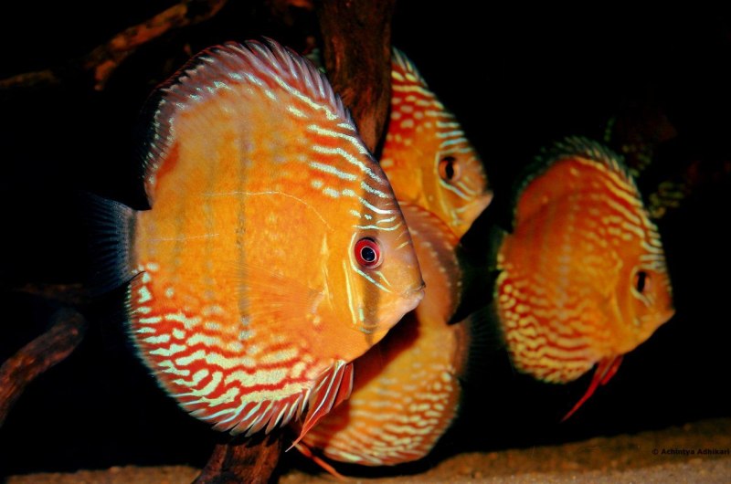 Мозаика леопард Discus