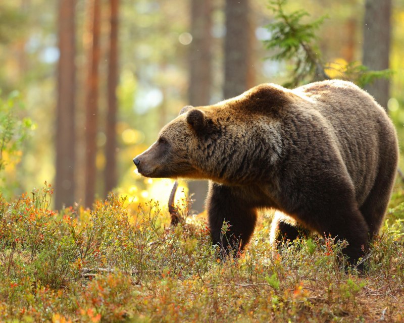 Bear in the Forest