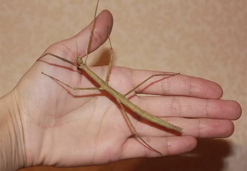 Haaniella erringtoniae палочник