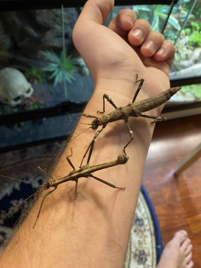 Haaniella erringtoniae палочник