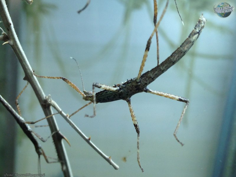 Sungaya inexpectata