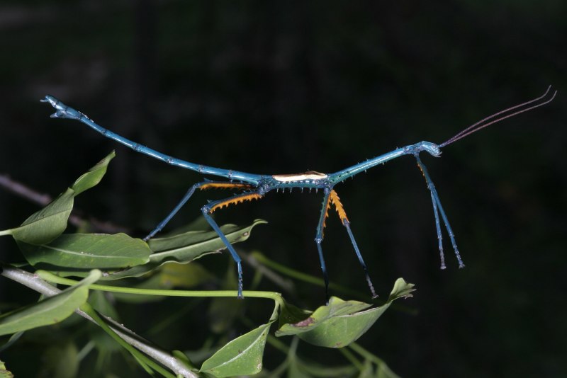 Phryganistria tamdaoensis