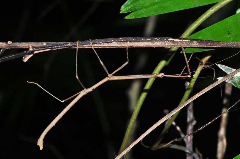 Achrioptera fallax