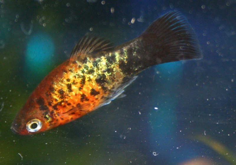 Моллинезия Poecilia sphenops