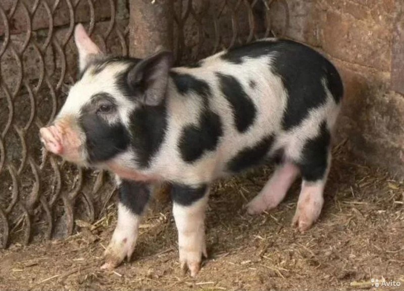 Сибирский минипиг