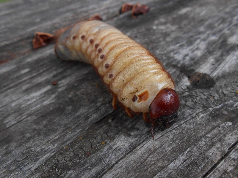 Strategus aloeus