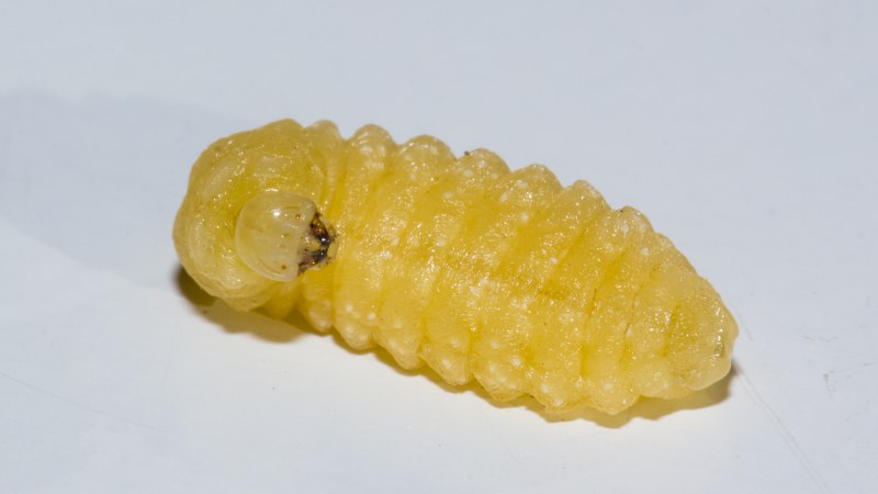Hymenoptera личинка
