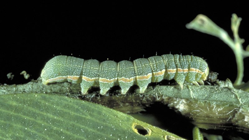 Дорожные осы (Pompilidae)