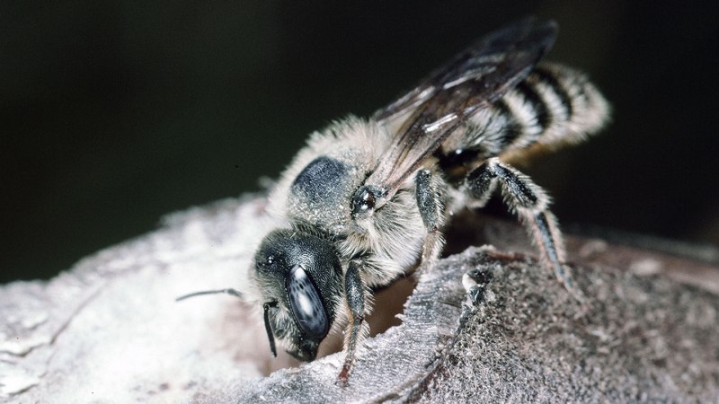 Syrphidae личинки