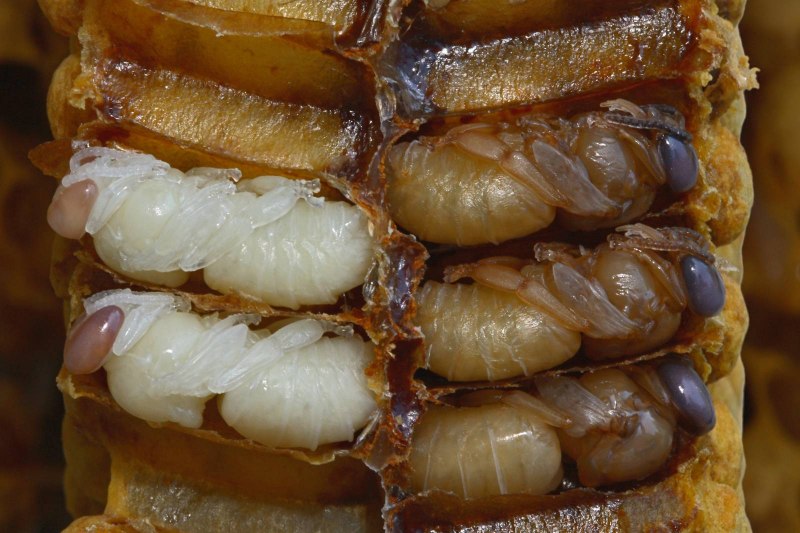 Yellow Striped armyworm Larvae