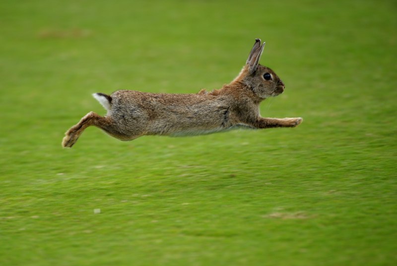 Бегущий заяц (62 фото)