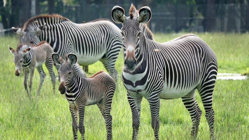 Grevy's Zebra
