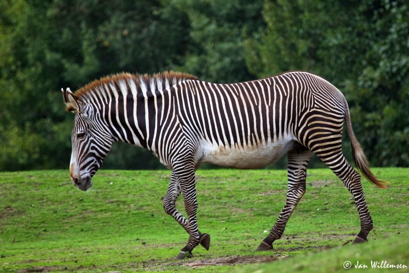 Пустынная Зебра (Equus grevyi)