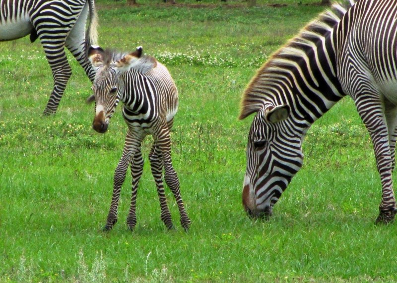 Grevy's Zebra