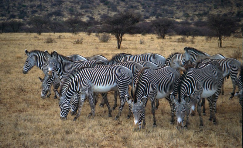Equus grevyi