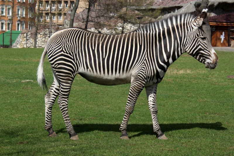 Imperial Zebra