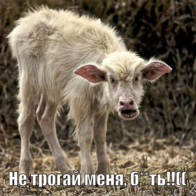 Прикольная коза