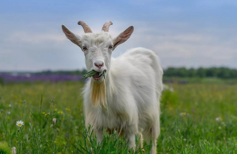 Сибирская косуля capreolus pygargus