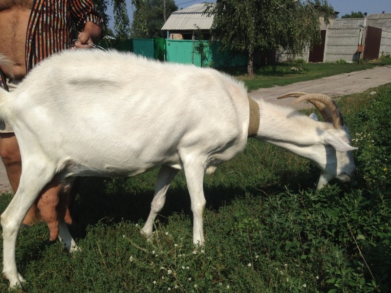 Козёл белый