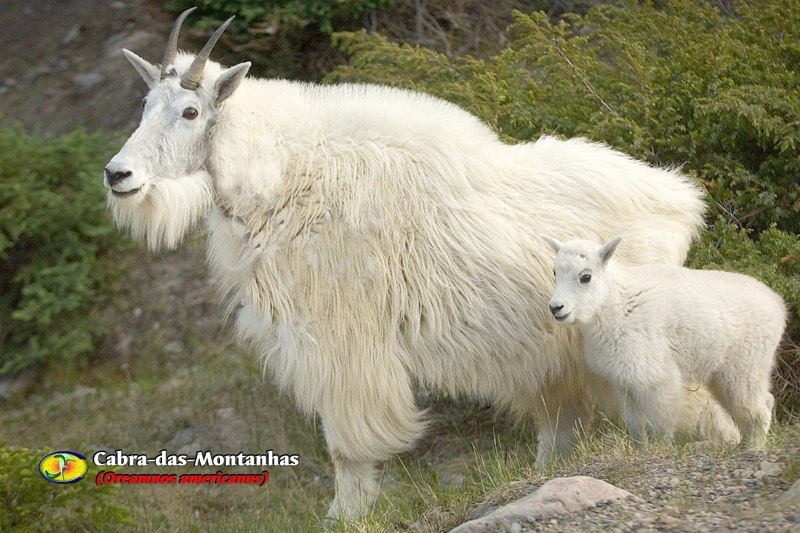 Снежная коза Северной Америки