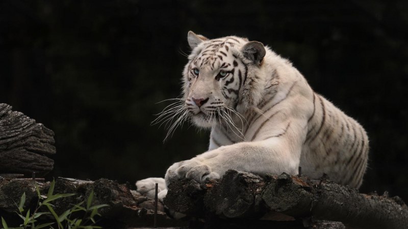 Белый тигр the White Tiger 2021