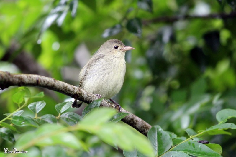 Red-Striped Flowerpecker