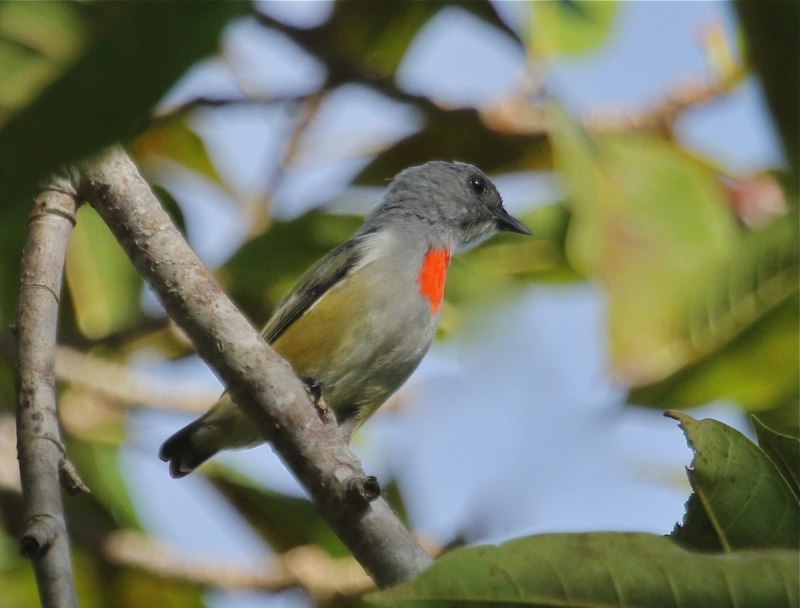 Birds with Orange breasts