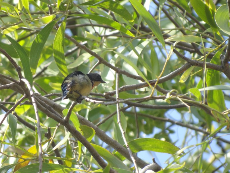 Prionochilus thoracicus