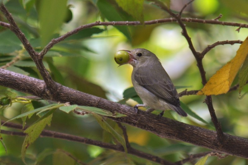 Scarlet-Collared Flowerpecker