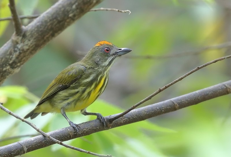 Spectacled Flowerpecker
