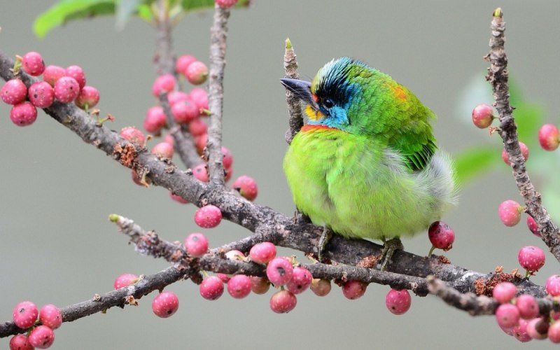 Yellow-bellied Flowerpecker