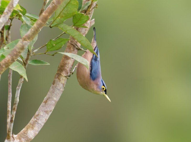 Prionochilus maculatus