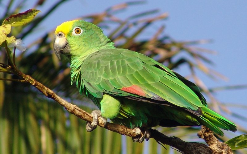 Попугай зеленый амазон (63 фото)