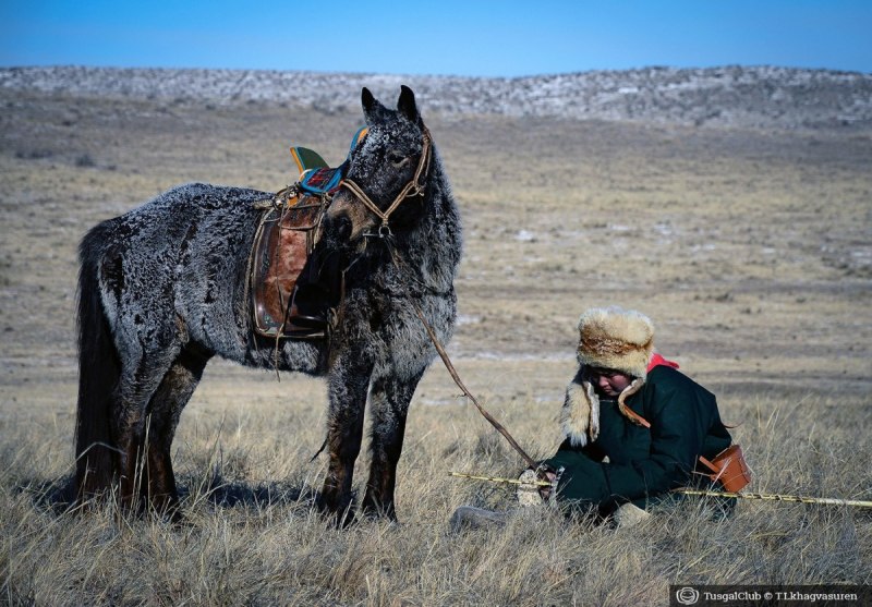 Mongol лошадь