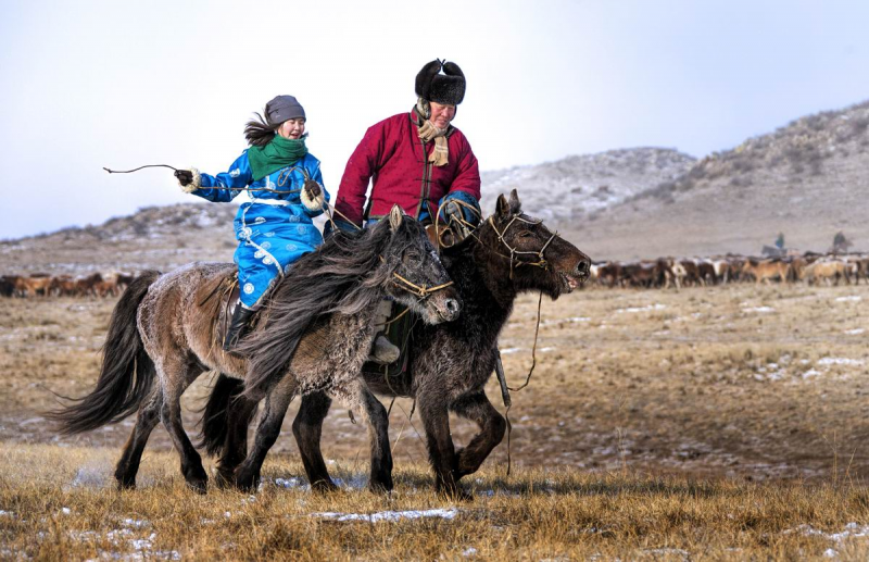 Монгольский конь (62 фото)