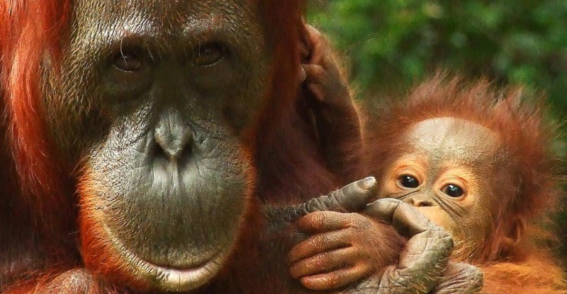 Калимантанский орангутан pongo pygmaeus