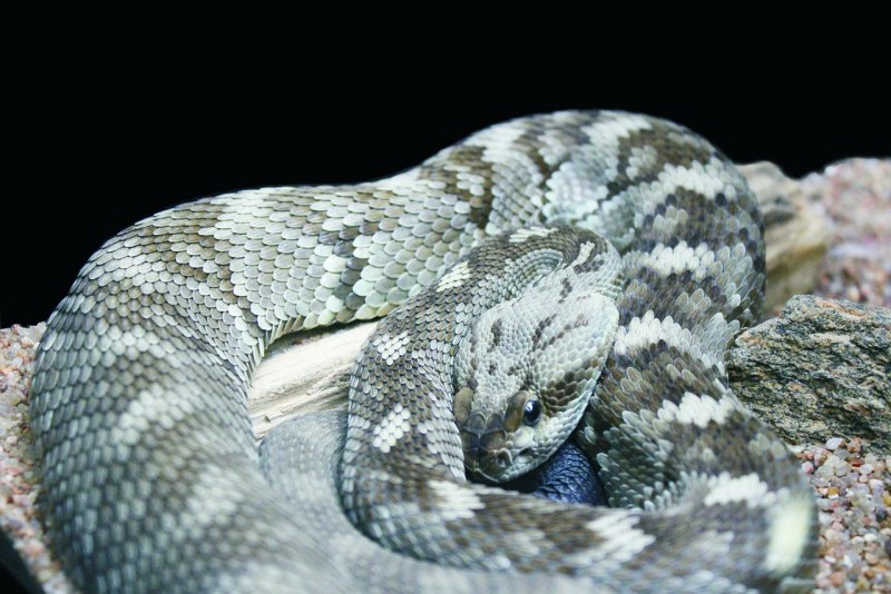 Гюрза Vipera lebetina