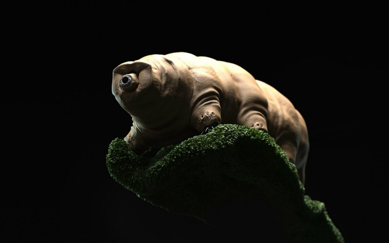 Тихоходка (Tardigrada)