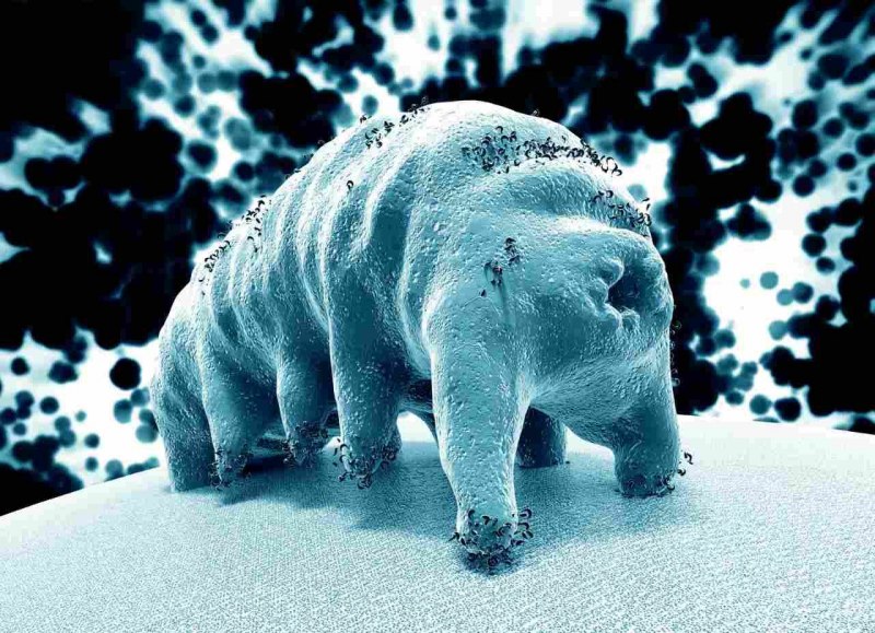 Тихоходка (Tardigrada)