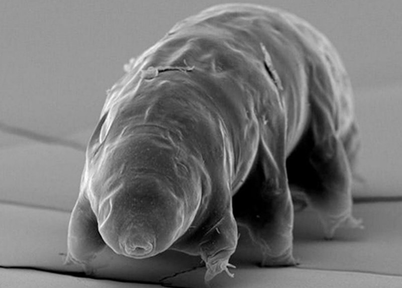 Тихоходка (Tardigrada)