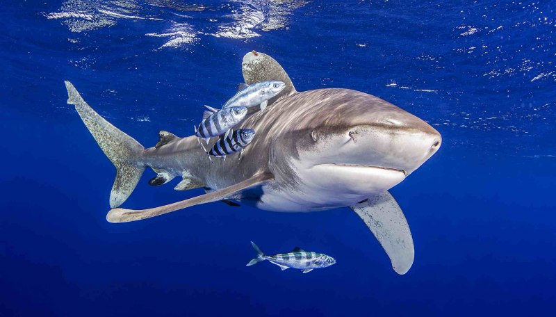 Carcharhinus acronotus