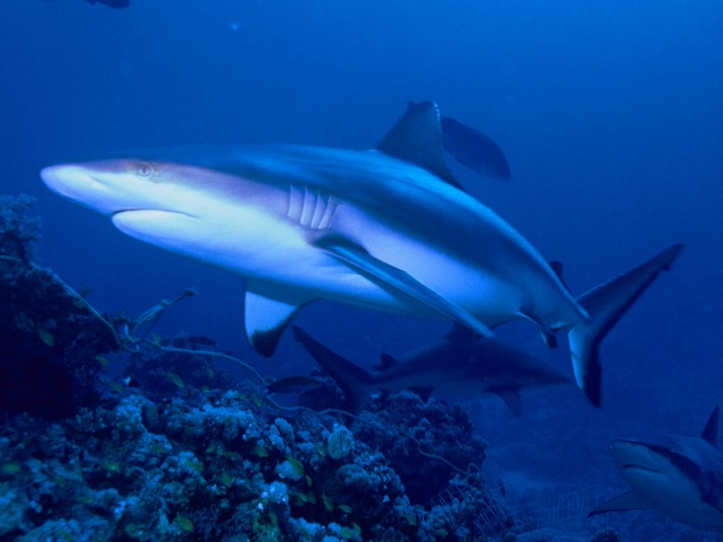 Carcharhinus perezii