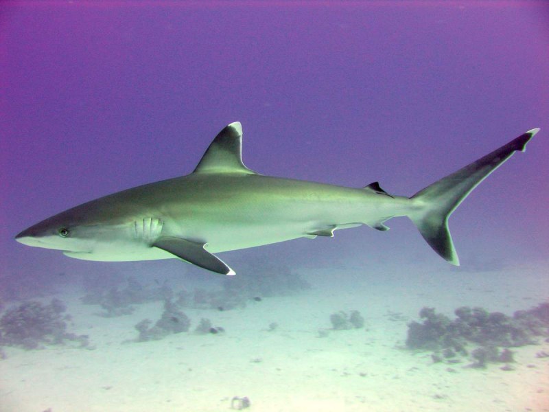 Белоперая рифовая акула (72 фото)