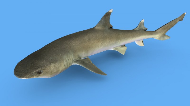 Triaenodon obesus - рифовая акула