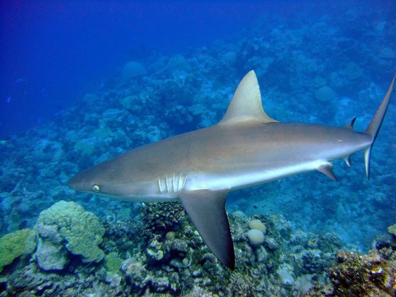 Черноперая рифовая акула Carcharhinus melanopterus